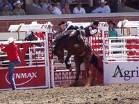 Rodeo Action