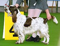 Calgary Kennel Club